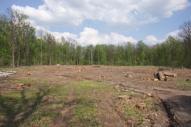 Pine Tree Clearing in Utah County, UT